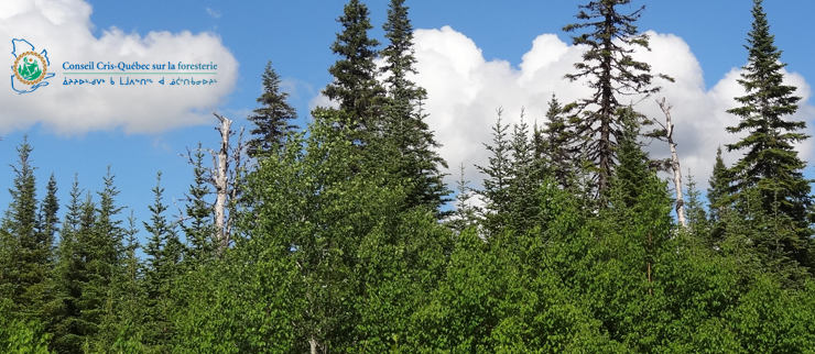 À propos du Conseil Cris-Québec sur la foresterie À propos du Conseil Cris-Québec sur la foresterie